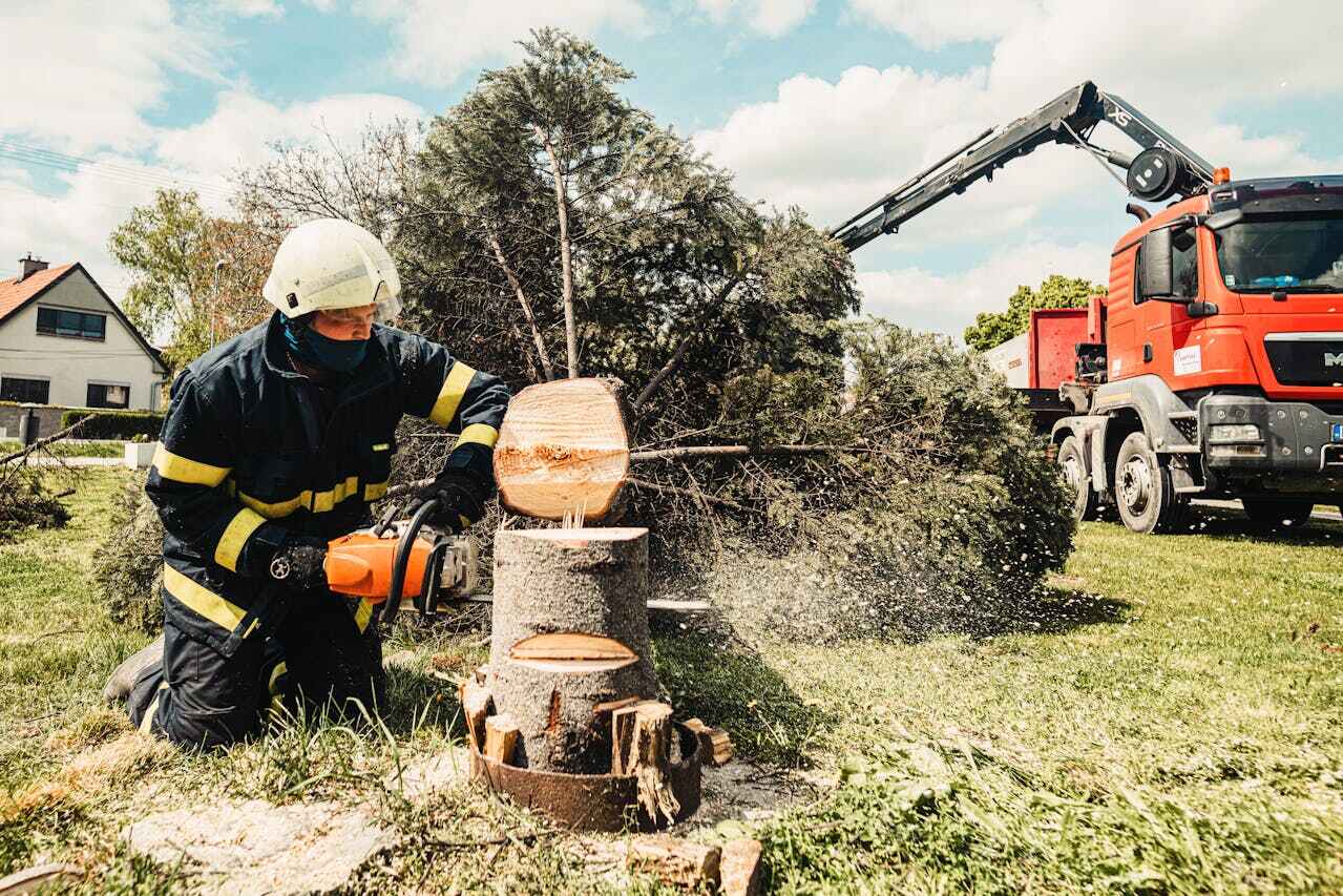 The Steps Involved in Our Tree Care Process in Sweeny, TX